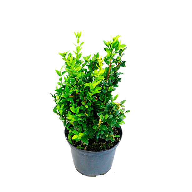 Boj (buxus sempervirens suffruticosa)