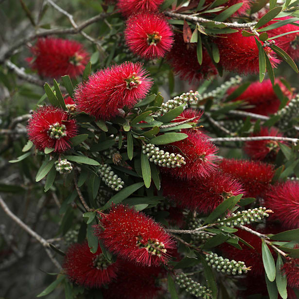 Limpiatubos (callistemon laevis)