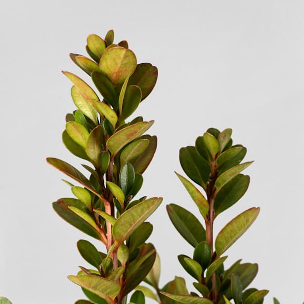 Boj arbusto (Buxus microphylla 'Faulkner')