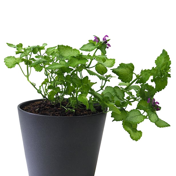 Lamium maculatum mix o falsa ortiga