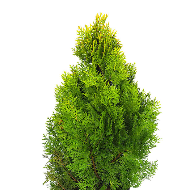 Tuya áurea (thuja orientalis pyramidalis aurea)