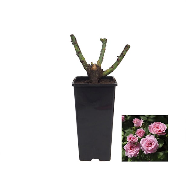 Rosal mini belle symphonie rosa 2 litros