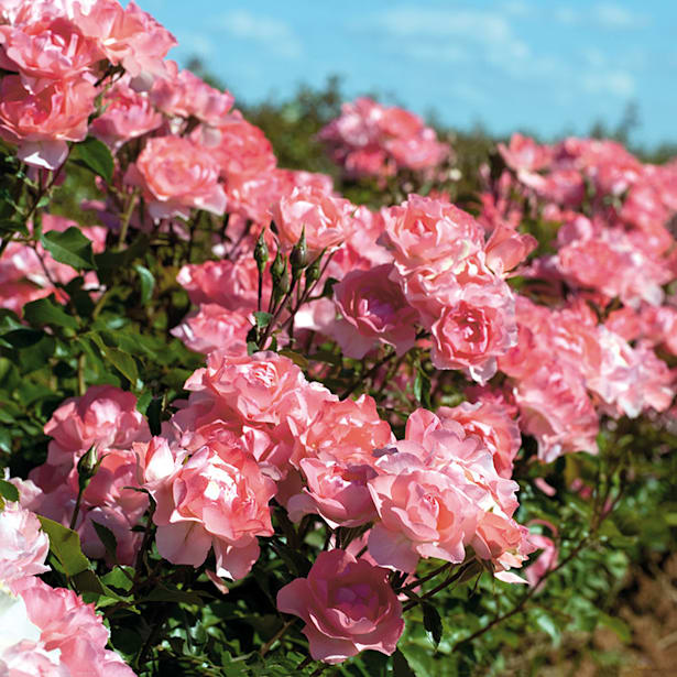 Rosal rosa para macizos jardins de france 2 litros