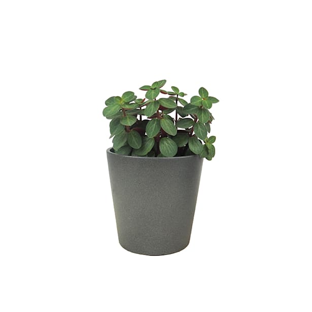 Peperomia (varias especies)