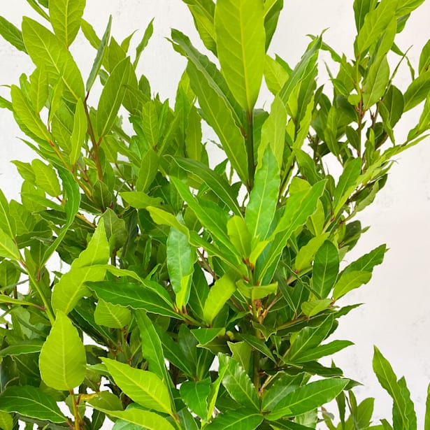 Laurel (laurus nobilis)