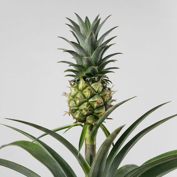 Ananas comosus (Planta de la Piña)