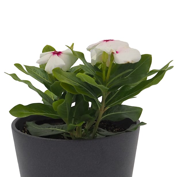 Vinca (catharanthus roseus)