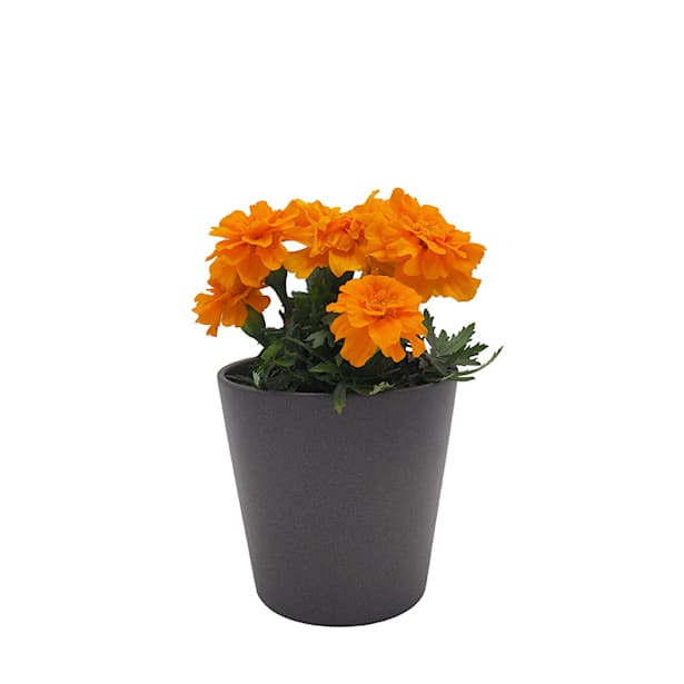 Tagetes patula (Clavel de moro)