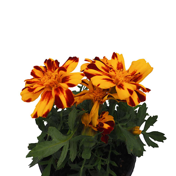 Tagetes patula (Clavel de moro)