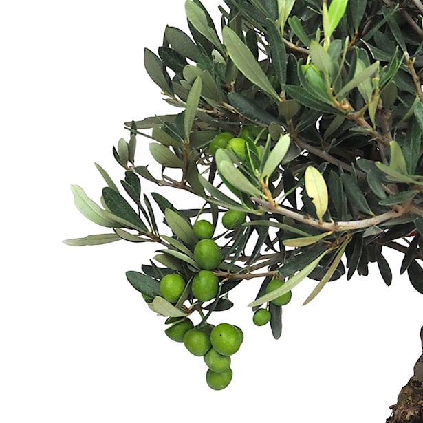 Bonsai Olivo (Olea europaea)