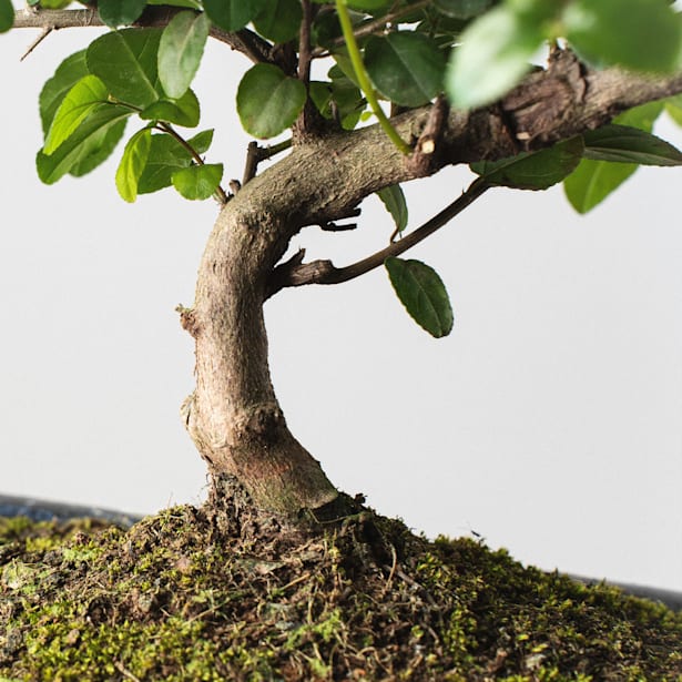 Bonsai Ciruelo dulce chino (Sageretia theezans)