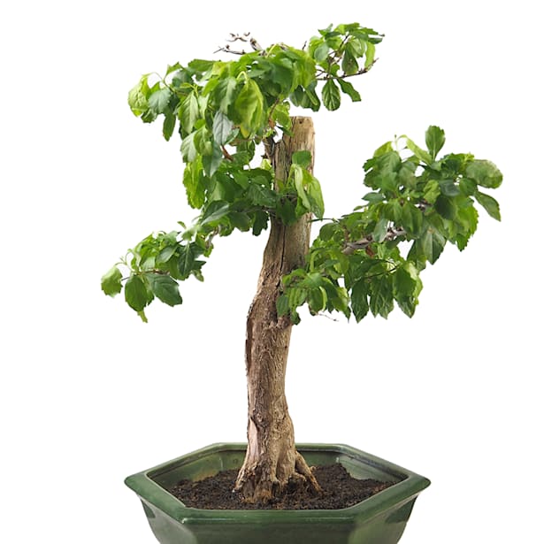 Bonsai Duranta (Duranta erecta)