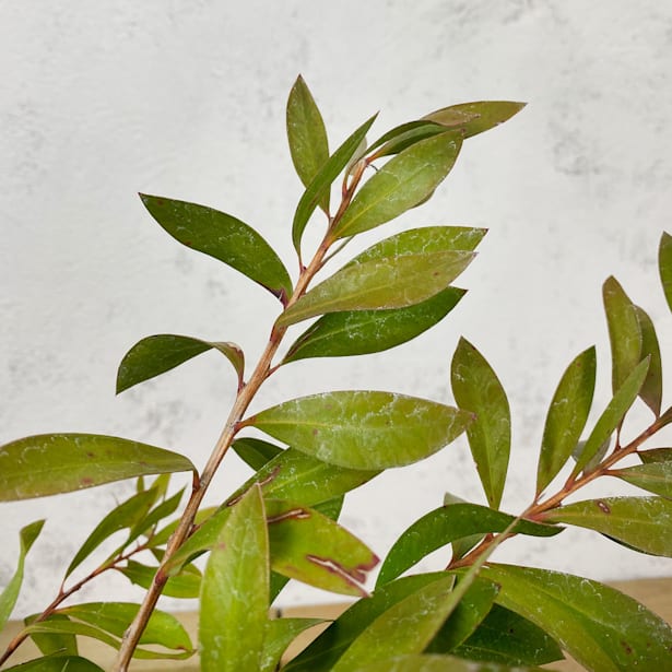 Limpiatubos (callistemon laevis)