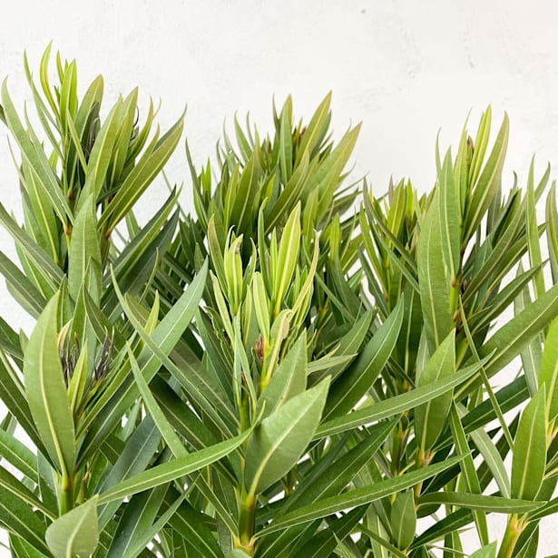 Adelfa blanca (nerium oleander)