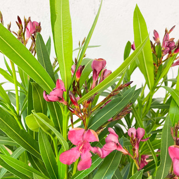 Adelfa roja (nerium oleander)