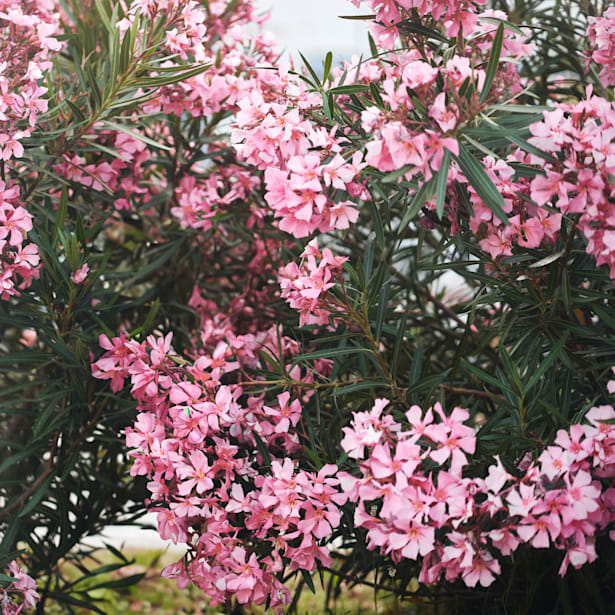 Adelfa rosa (nerium oleander)