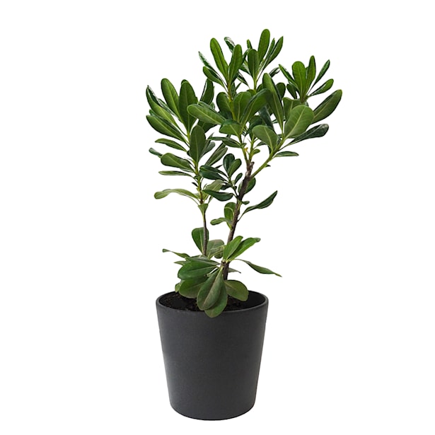 Pittosporum tobira