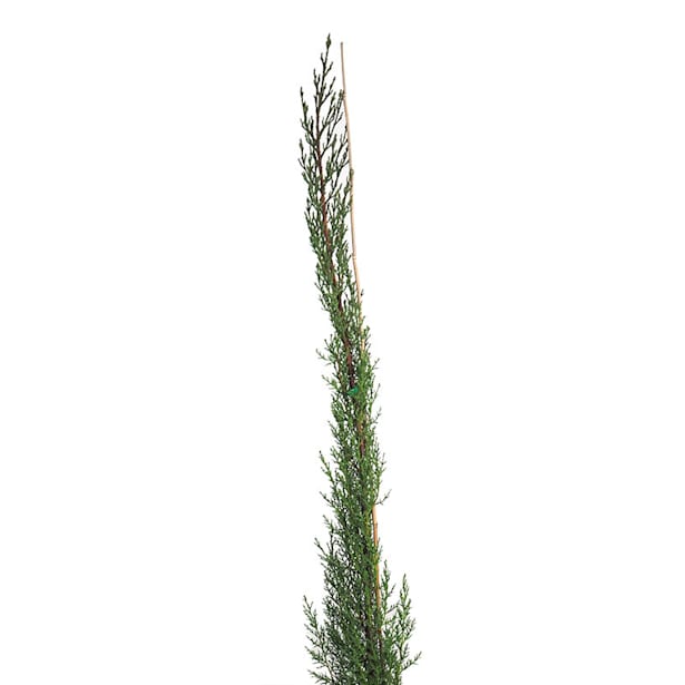 Ciprés (cupressus sempervirens)