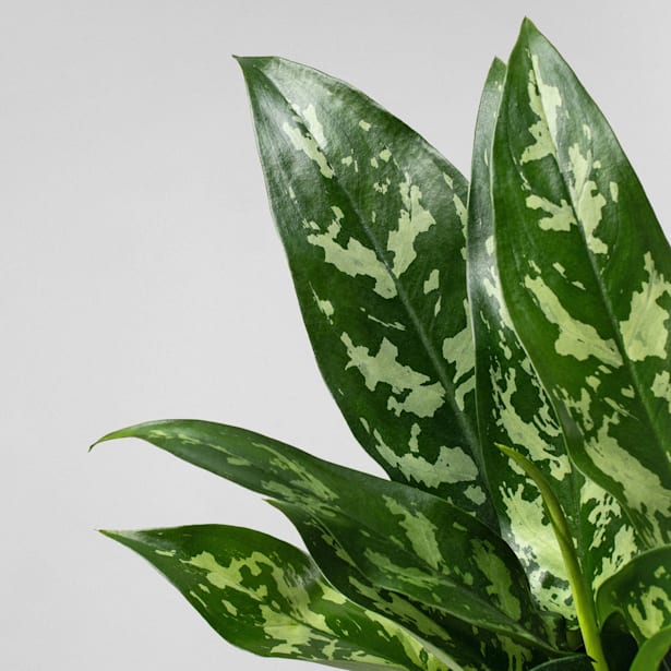 Aglaonema (especies variadas)