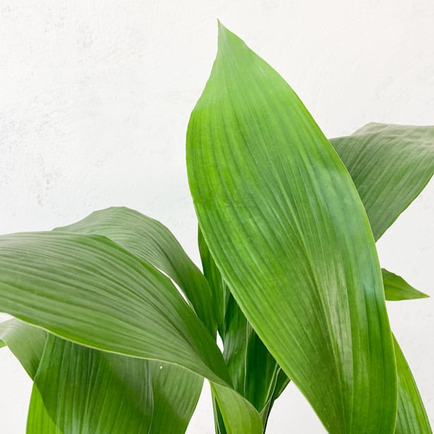 Aspidistra