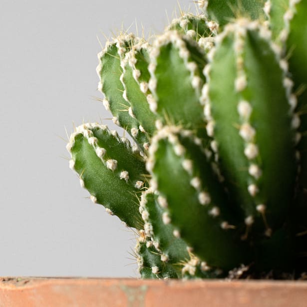 Cactus cereus peruvianus (antiradiaciones)