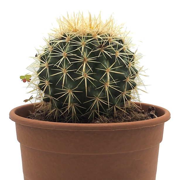 Cactus asiento de suegra (echinocactus grusonii)