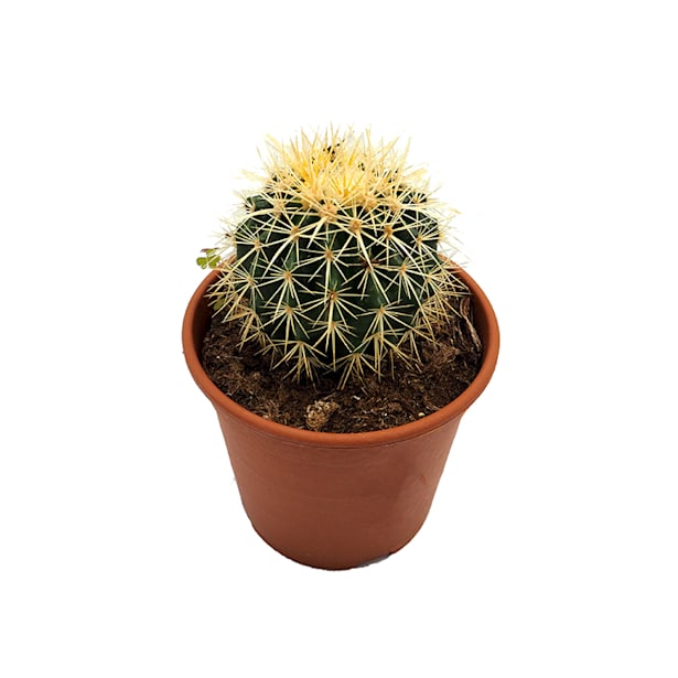 Cactus asiento de suegra (echinocactus grusonii)