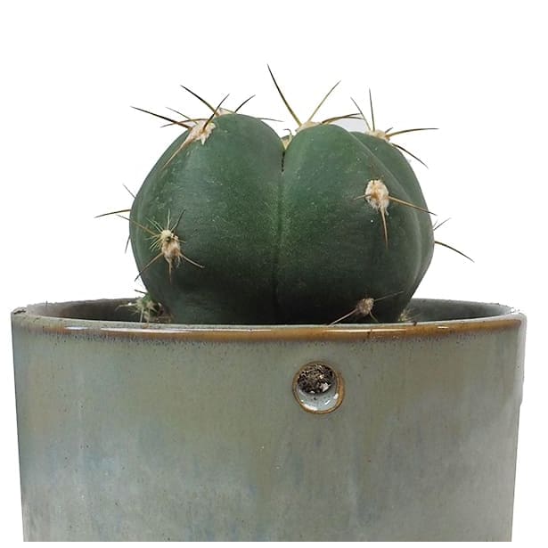 Cactus (variados)