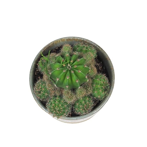 Cactus (variados)