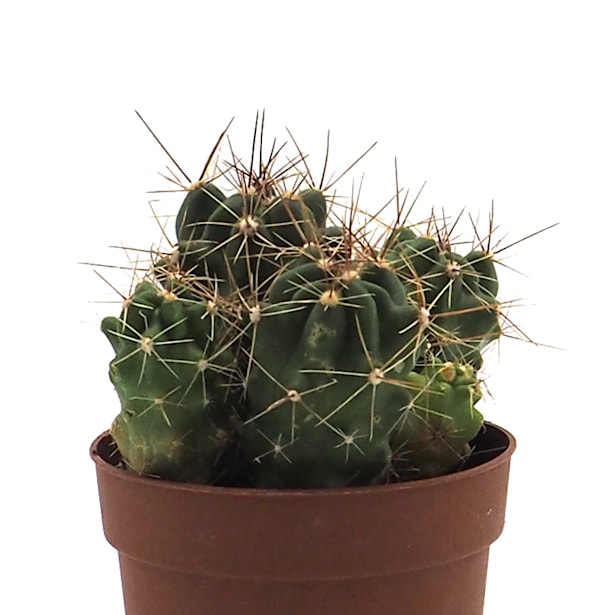 Cactus (variados)