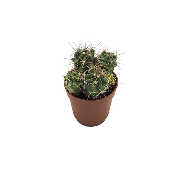 Cactus (variados)