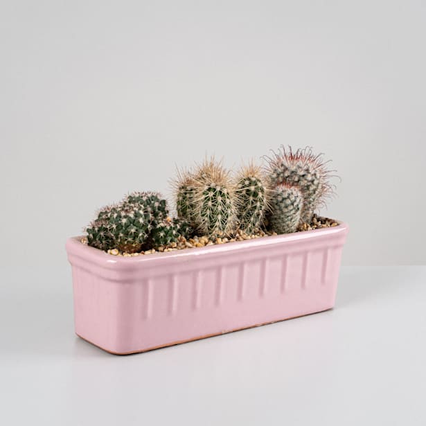 Cactus jardinera cerámica