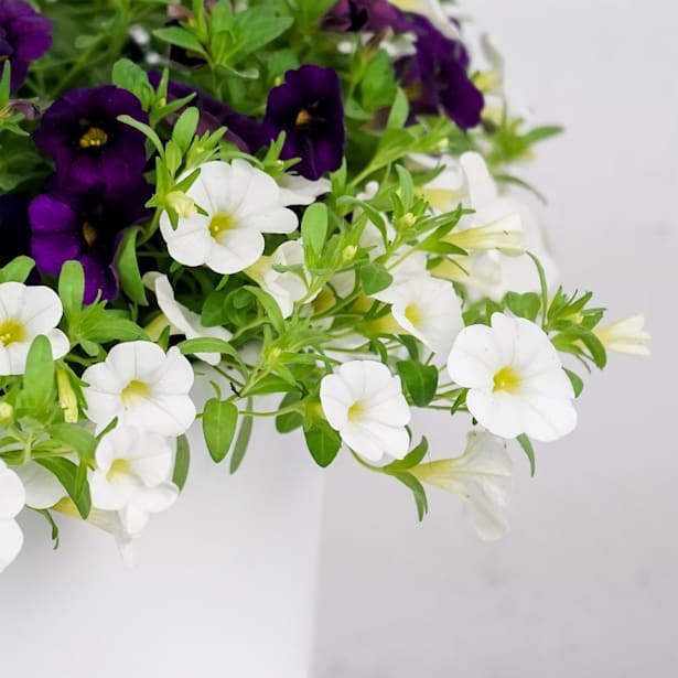 Calibrachoa