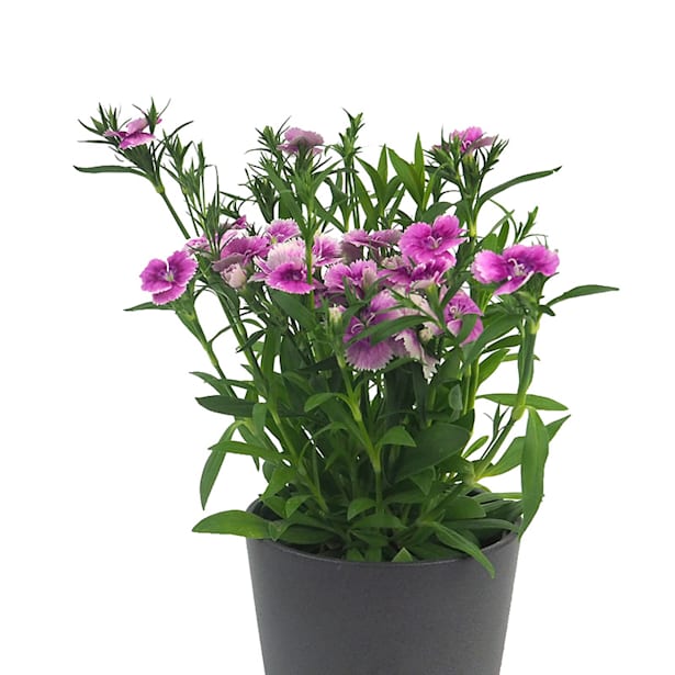 Clavelina (dianthus chinensis)