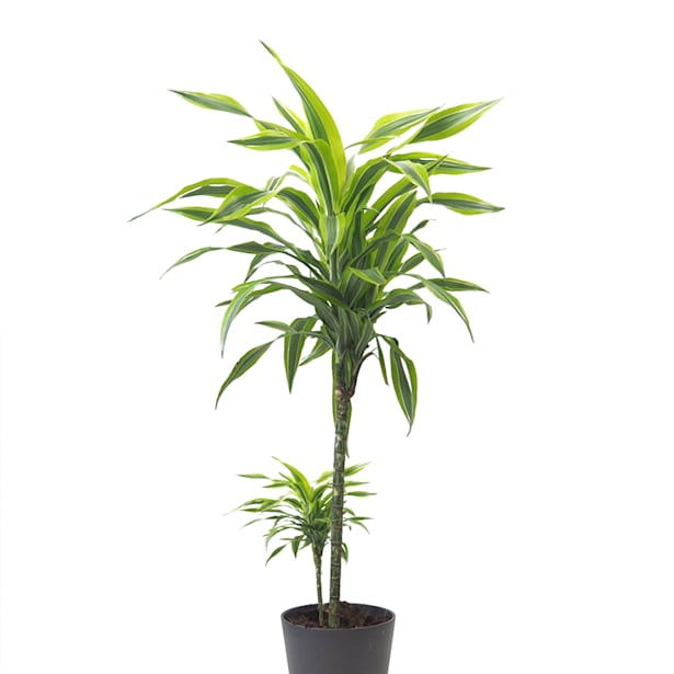 Dracaena fragrans 'Lemon Lime'