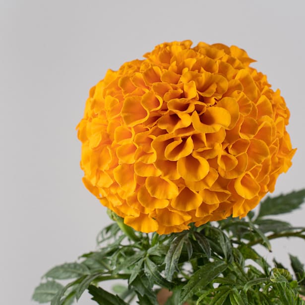 Tagetes erecta (Clavel de la india)