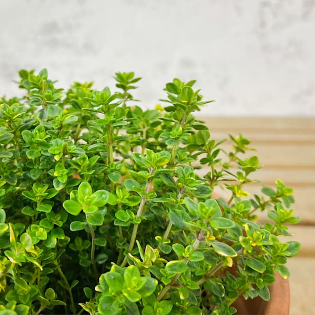 Tomillo limón (thymus × citriodorus) - Planta aromática