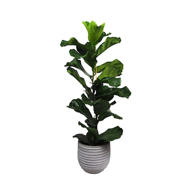 Ficus lyrata