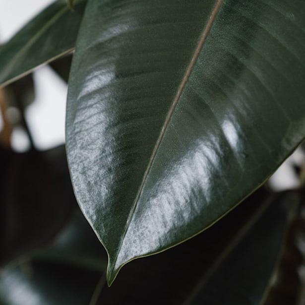 Ficus elastica 'Abidjan'