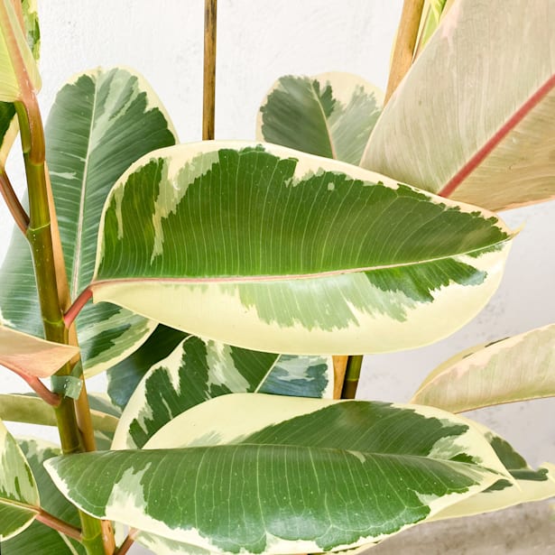 Ficus elastica 'Tineke'