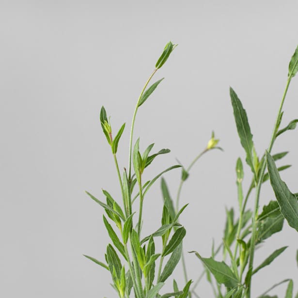 Gaura (Oenothera lindheimeri)