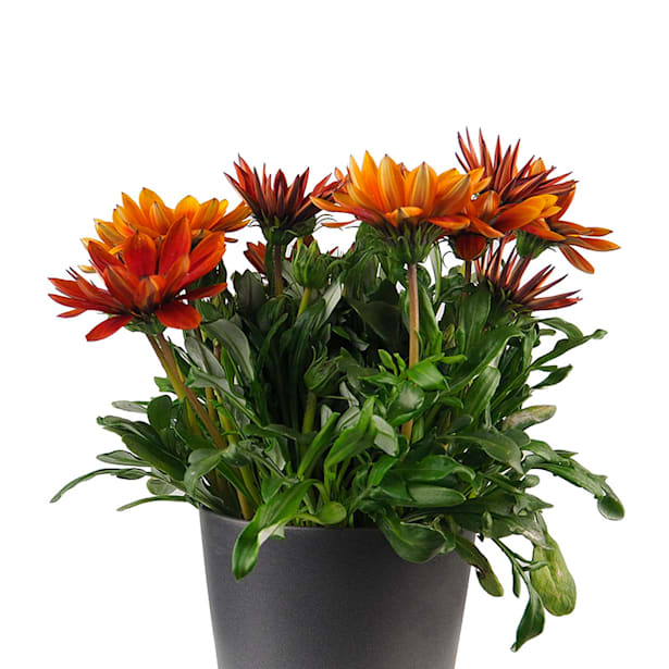 Gazania