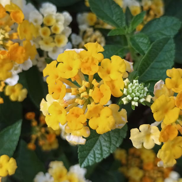 Lantana montevidensis