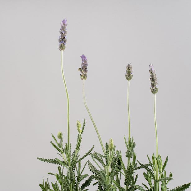 Lavanda Dentata - Planta aromática