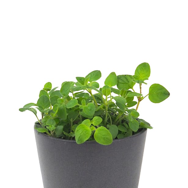 Orégano (origanum vulgare) - Planta aromática