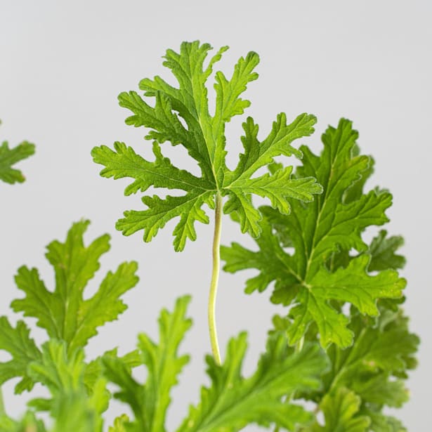 Geranio aromático (Pelargonium graveolens)