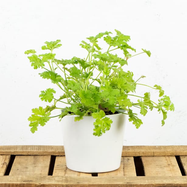 Geranio aromático (Pelargonium graveolens)