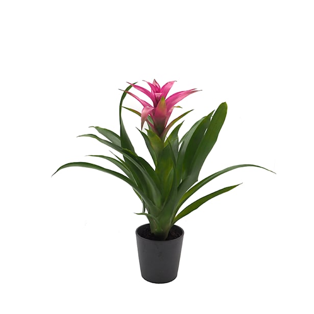 Bromelia (colores variados)