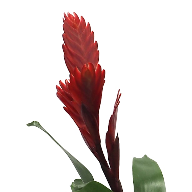 Bromelia (colores variados)
