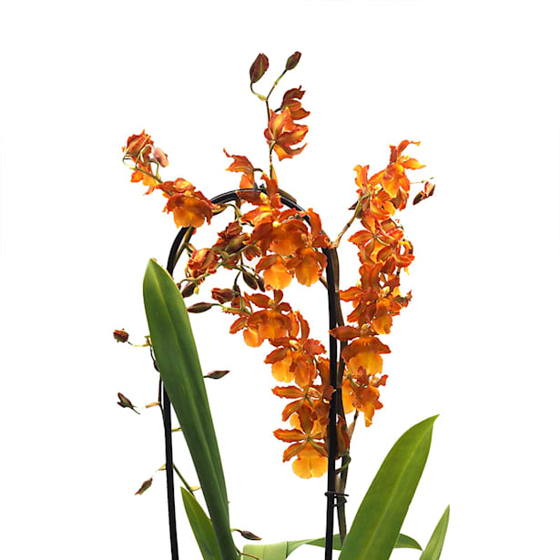 Orquídea Cambria